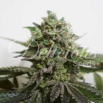 Delimed CBD Plus (Delicious Seeds) femminizzata