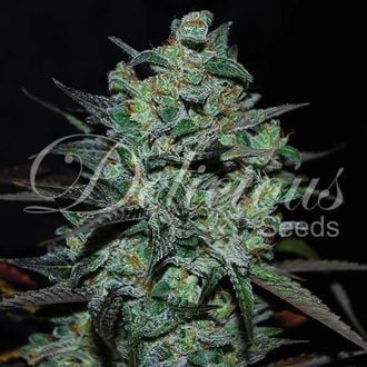 Northern Light Blue THC-Free (Delicious Seeds) femminizzata