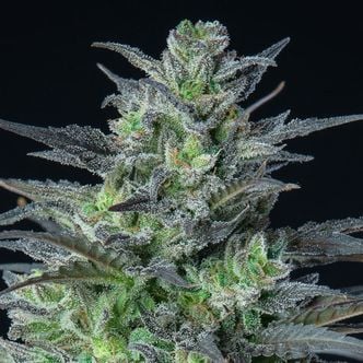 Auto Sleepy Joe (Anesia Seeds) femminizzata