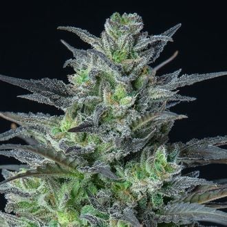 Auto Sleepy Joe (Anesia Seeds) femminizzata