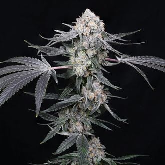 High Society (Compound Genetics) femminizzata