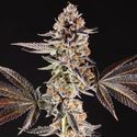 La Bomba (Compound Genetics) femminizzata