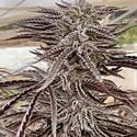 Fillmore Slim (Purple City Genetics) femminizzata