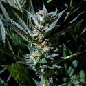 Velvet Lushers (Purple City Genetics) femminizzata