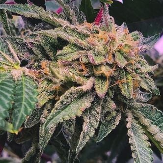 Alfajores (Purple City Genetics) femminizzata