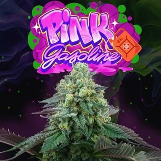 Pink Gasoline (Perfect Tree) Feminized