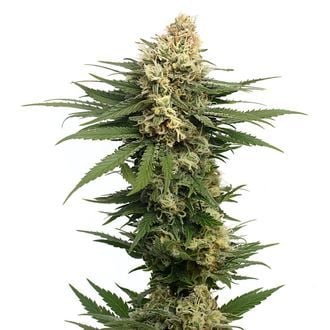 Dynamighty Automatic (Amsterdam Genetics) femminizzata