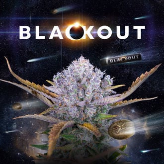 Blackout Auto (FastBuds x Zamnesia Seeds) femminizzata