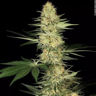 Lucid Bolt (Paradise Seeds) femminizzata