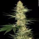 Lucid Bolt (Paradise Seeds) femminizzata