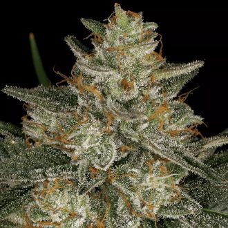 Dutch Kush (Paradise Seeds) femminizzata