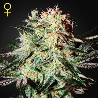 Arjan's Strawberry Haze (Greenhouse Seeds) femminizzata