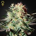 Arjan's Strawberry Haze (Greenhouse Seeds) femminizzata