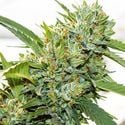 Vision Kosher (Vision Seeds) femminizzata