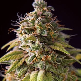 Caramel Monster (Vision Seeds) femminizzata