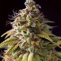 Caramel Monster (Vision Seeds) femminizzata