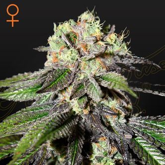 Caboose (Strain Hunters) femminizzata