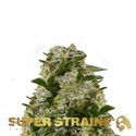 Ibiza Farmers (Super Strains) femminizzata