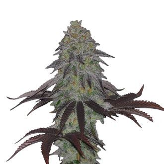 AK Choco Kush (Amsterdam Genetics) femminizzata