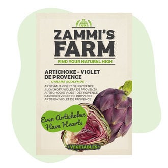Semi di carciofo Violet de Provence (Cynara Scolymus)