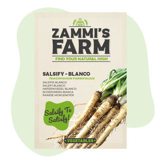 Semi di Scorzobianca (Tragopogon porrifolius)