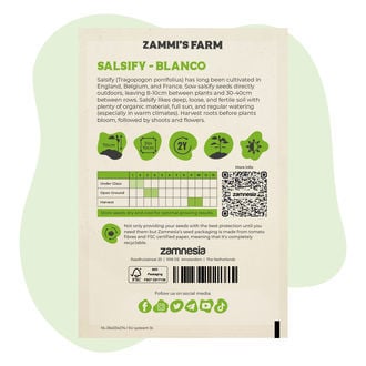 Semi di Scorzobianca (Tragopogon porrifolius)