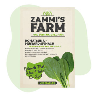 Semi di rapa Komatsuna (Brassica rapa perviridis)