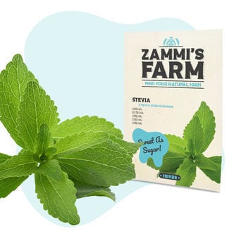 Semi di stevia (Stevia rebaudiana)