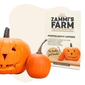 Semi di Zucca Jack O’ Lantern (Cucurbita pepo).