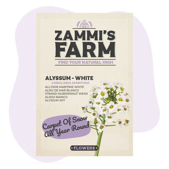 Semi di alisso (Lobularia maritima)