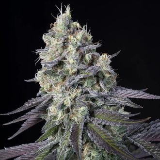 Purple Mints (Paradise Seeds) femminizzata