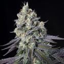 Purple Mints (Paradise Seeds) femminizzata