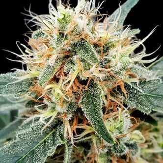 Stromboli Auto (Paradise Seeds) femminizzata