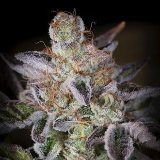 Sweetopia (Paradise Seeds) femminizzata