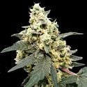 Lemonade Auto (Paradise Seeds) femminizzata