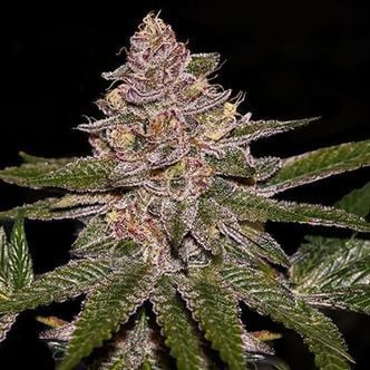 Radical Juice (Ripper Seeds) femminizzata