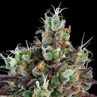 Sour Ripper (Ripper Seeds) femminizzata