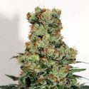 Ripper Badazz (Ripper Seeds) femminizzata