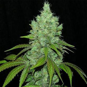 Black Valley (Ripper Seeds) femminizzata