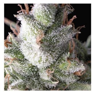 Auto Ramses (Pyramid Seeds) Feminized