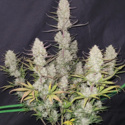 Tropicana Cookies Auto (FastBuds) femminizzata