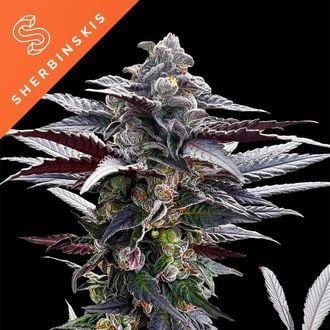 Pink Sunset (Sherbinskis x Silent Seeds) femminizzata