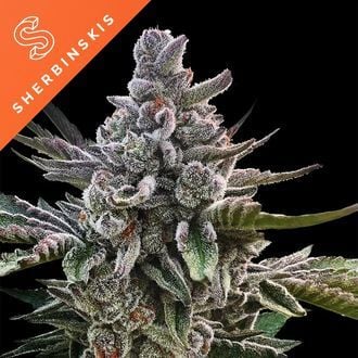 Açai Jelly (Sherbinskis x Silent Seeds) femminizzata