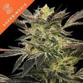 Pink Sunset Auto by Sherbinskis (Silent Seeds) Feminized