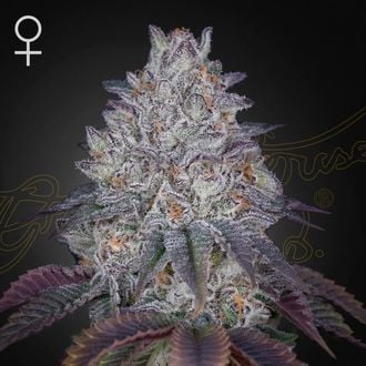 King's Tart (Greenhouse Seeds) femminizzata