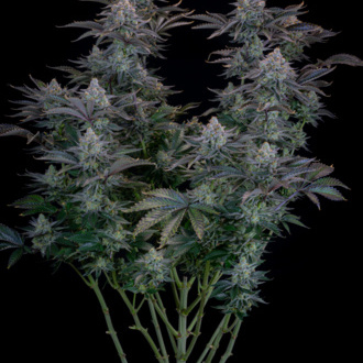 Gorilla Cookies FF (FastBuds) femminizzata