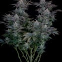 Gorilla Cookies FF (FastBuds) femminizzata