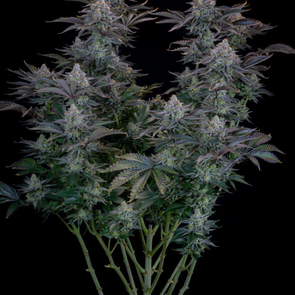 Gorilla Cookies FF (FastBuds) femminizzata