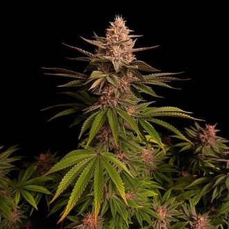 Purple Lemonade FF (FastBuds) femminizzata