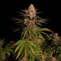 Purple Lemonade FF (FastBuds) femminizzata